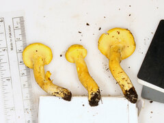 Cantharellus chicagoensis