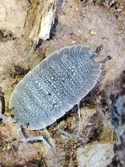 Porcellio echinatus