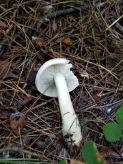 Gerhardtia