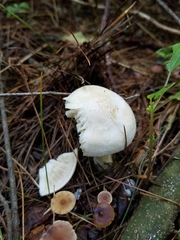 Gerhardtia