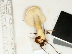 Gerhardtia