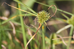 Cyperus erectus