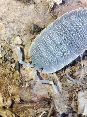 Porcellio echinatus