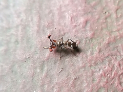 Megalabops quadriguttata