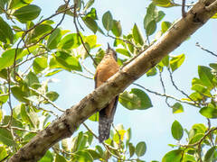 Cacomantis variolosus