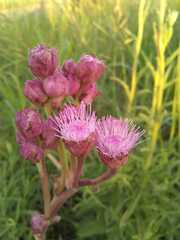 Campuloclinium macrocephalum