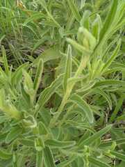 Campuloclinium macrocephalum