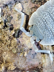 Porcellio echinatus