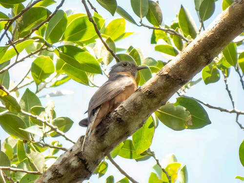 Sunda Brush Cuckoo (Cacomantis sepulcralis), photo 2