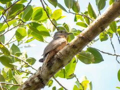 Cacomantis variolosus