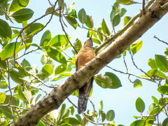 Cacomantis variolosus