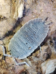 Porcellio echinatus