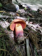 Suillellus