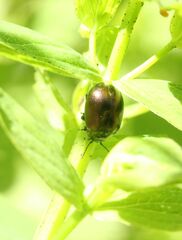 Chrysolina polita