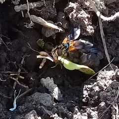 Trichopoda