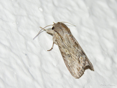 Spodoptera albula