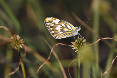 Cyperus erectus