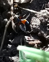 Trichopoda