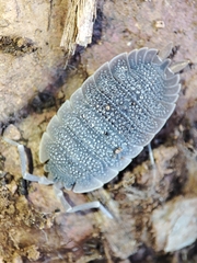 Porcellio echinatus