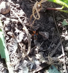 Trichopoda