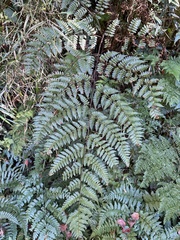 Dryopteris hendersonii