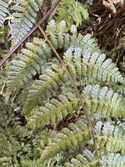 Dryopteris hendersonii