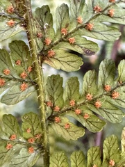 Dryopteris hendersonii