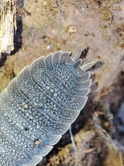 Porcellio echinatus