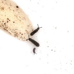 Collembola