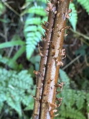Dryopteris hendersonii