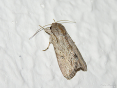 Spodoptera albula