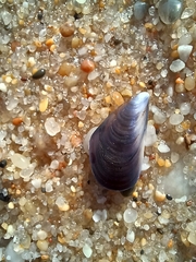 Mytilus galloprovincialis