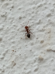 Crematogaster schmidti