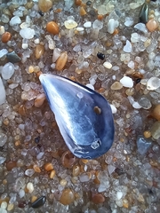 Mytilus galloprovincialis