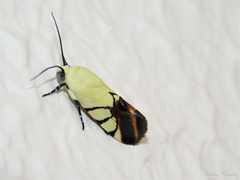 Eusceptis irretita