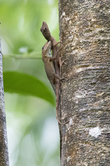 Anolis luciae