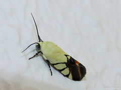 Eusceptis irretita