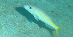 Mulloidichthys martinicus