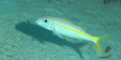 Mulloidichthys martinicus