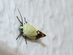 Eusceptis irretita