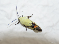 Eusceptis irretita