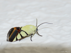 Eusceptis irretita