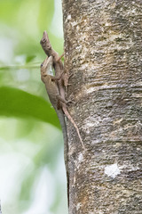 Anolis luciae