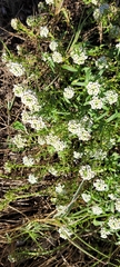 Lobularia maritima