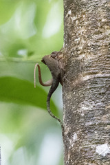 Anolis luciae