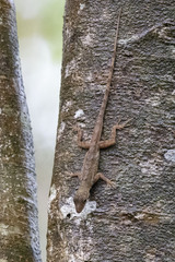 Anolis luciae