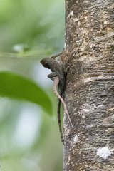 Anolis luciae