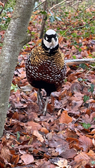 Syrmaticus reevesii