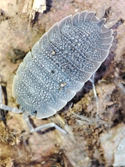 Porcellio echinatus