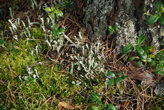 Cladonia cornuta